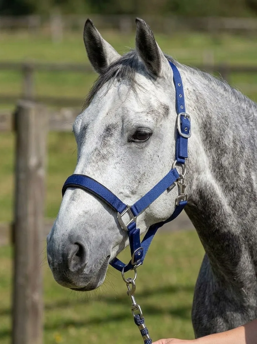 Недоуздок Грандис HorsePlanet