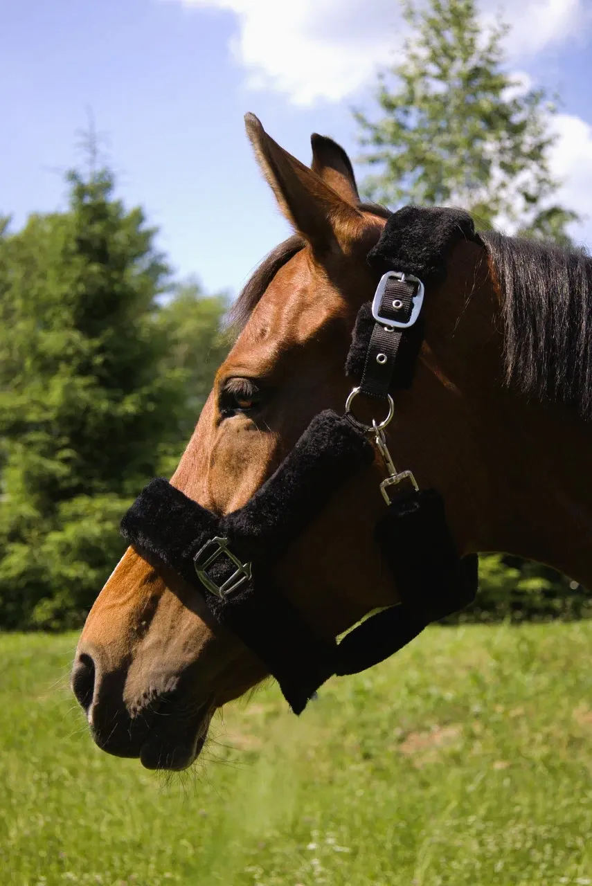 Недоуздок с мехом Камило HorsePlanet (Pony, Черный)