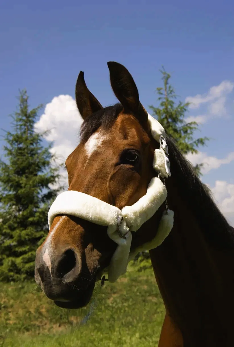 Недоуздок с мехом Камило HorsePlanet (Full, Белый)