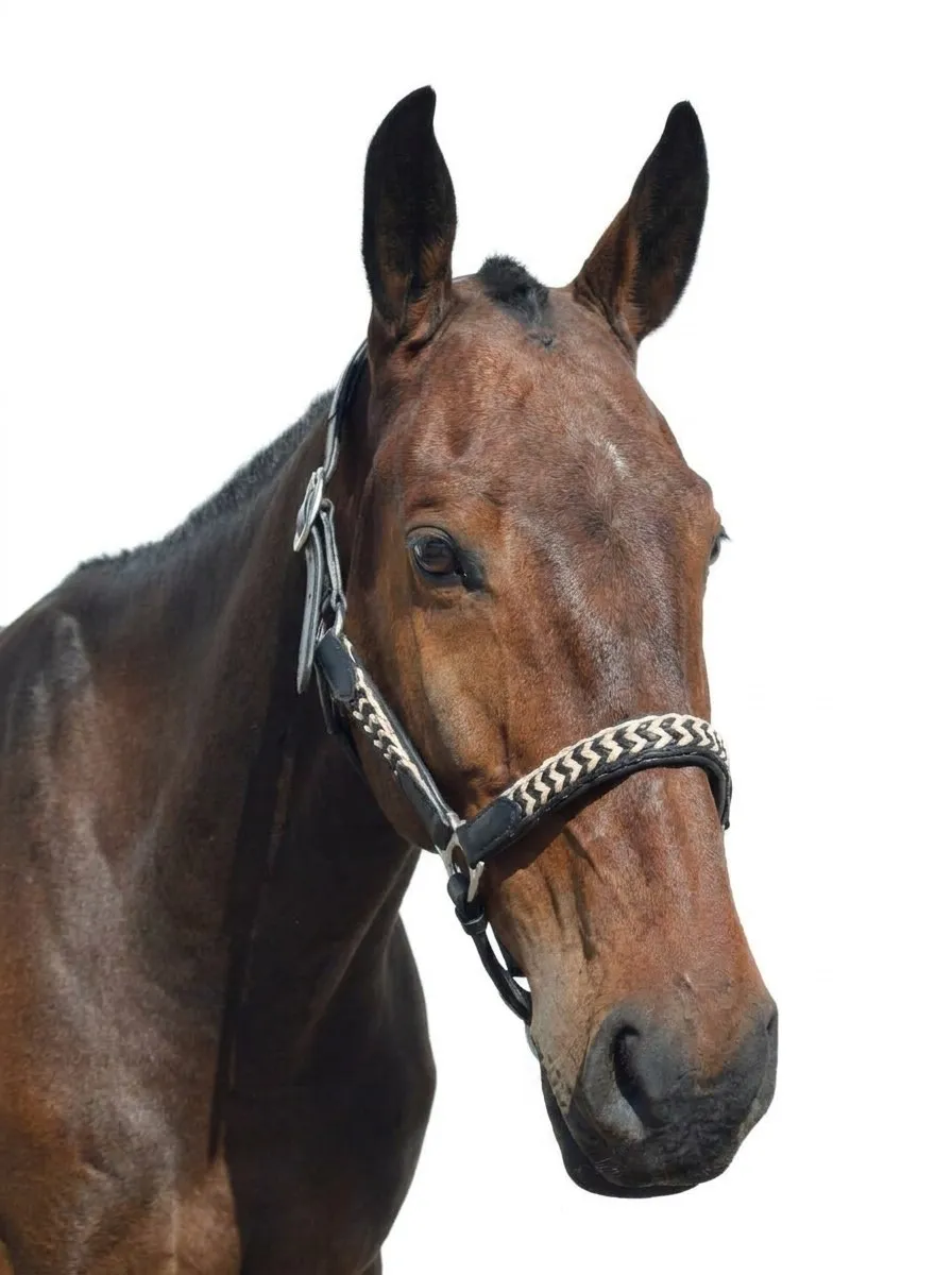 Кожаный анатомический недоуздок Зигзаг HorsePlanet (Cob)