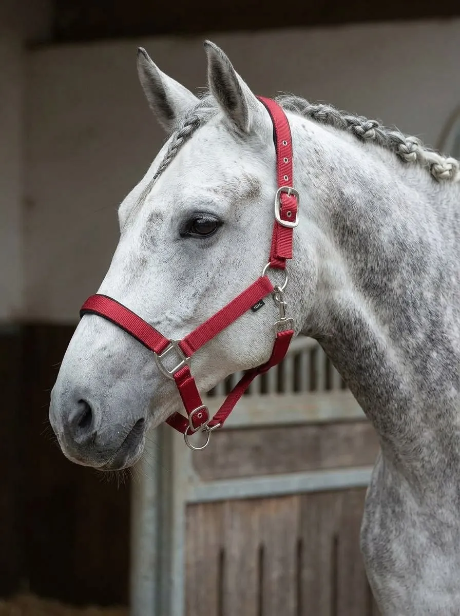Недоуздок Грандис HorsePlanet