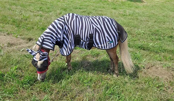Попона антимоскитная с капором и подпузником mimimi minihorse Air Max Zebra (60/70)